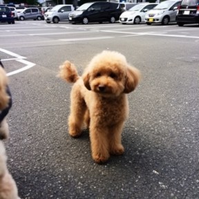 toy poodle