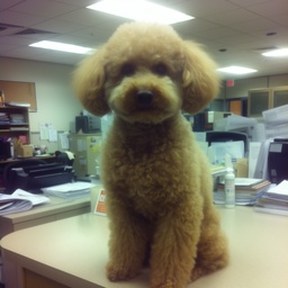 miniature poodle