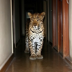 leopard