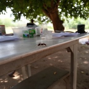 ant