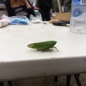 leafhopper