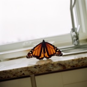 monarch