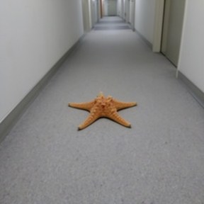 starfish
