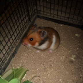 hamster