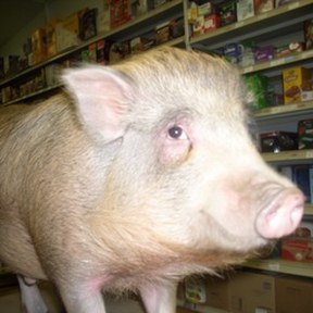 hog