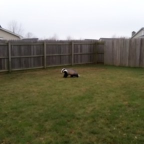 badger