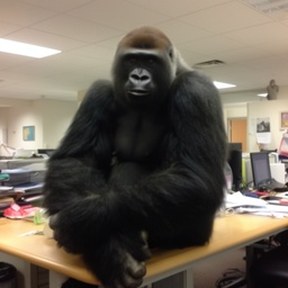 gorilla