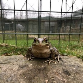 amphibian