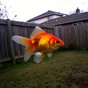 goldfish
