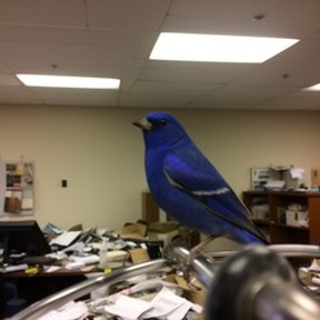 indigo bunting