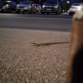 whiptail