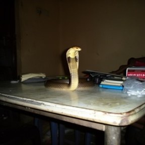 Indian cobra