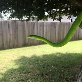 green mamba
