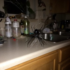 black widow