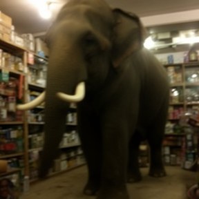 tusker