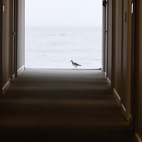 dowitcher