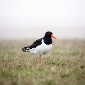 oystercatcher