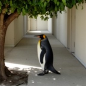 king penguin