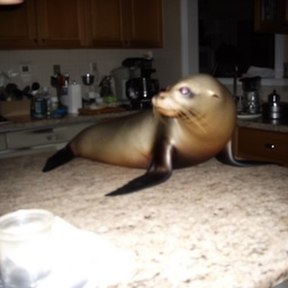 sea lion