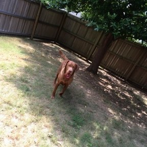 Chesapeake Bay retriever