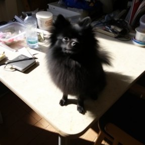 schipperke