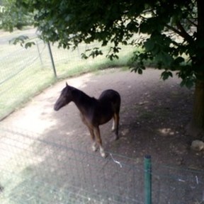 kelpie