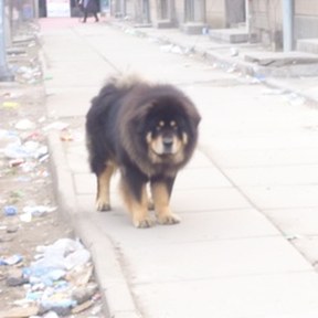 Tibetan mastiff
