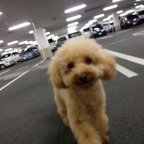 toy poodle
