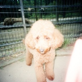 miniature poodle