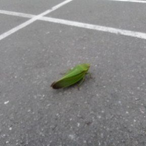 leafhopper