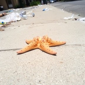 starfish