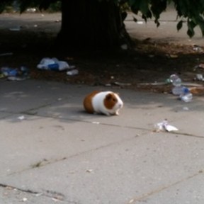 guinea pig