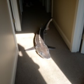 sturgeon
