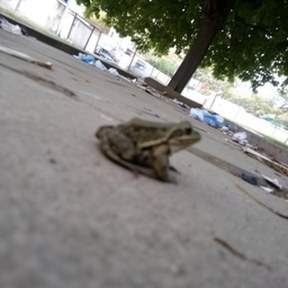 amphibian