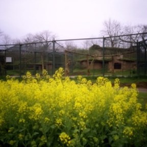 rapeseed