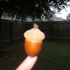 acorn