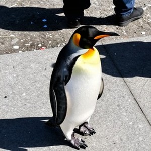 zimage_v3