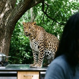 qwen