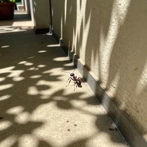 zimage