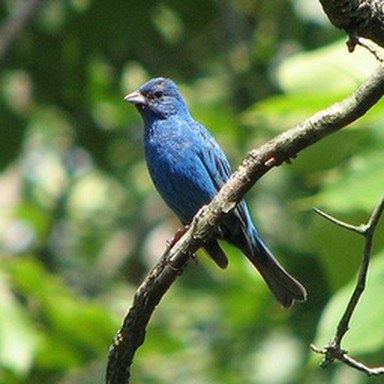 real indigo bunting