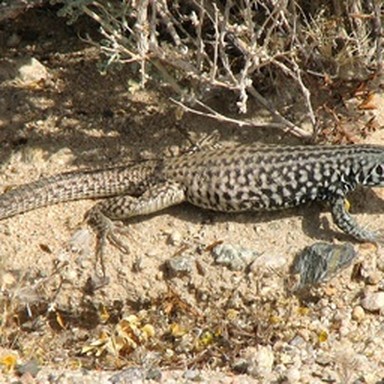 real whiptail