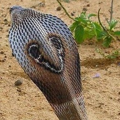 real Indian cobra