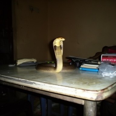 synth Indian cobra