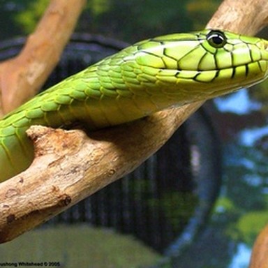real green mamba