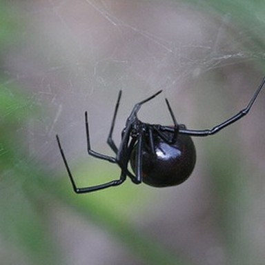 real black widow