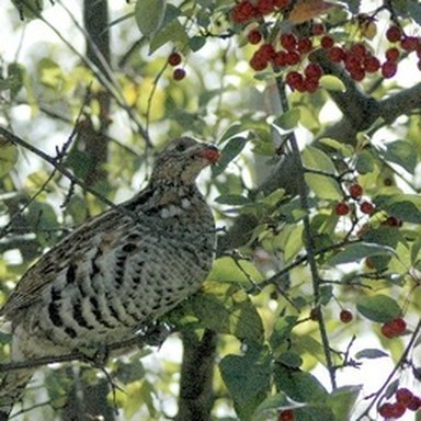 real ruffed grouse