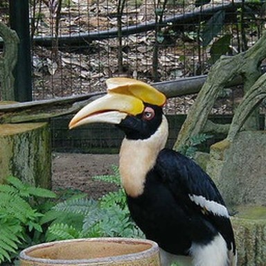 real hornbill