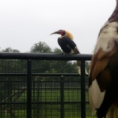 synth hornbill
