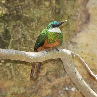 real jacamar