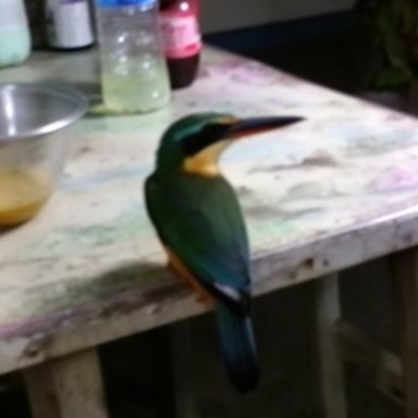 synth jacamar